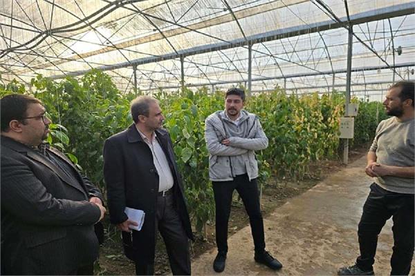 بازدید میدانی از نتایج هوشمندسازی گلخانه پایلوت استان زنجان